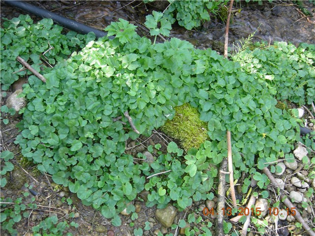 arčilend